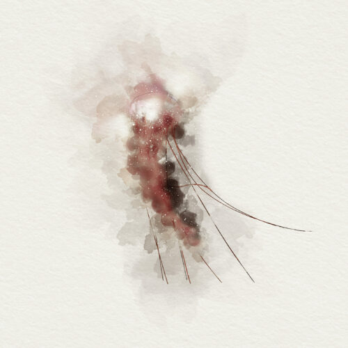 Watercolor Jellyfish – A6